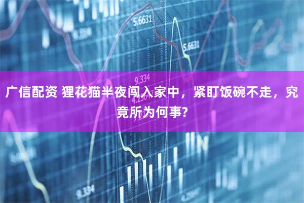 广信配资 狸花猫半夜闯入家中,紧盯饭碗不走,究竟所为何事?